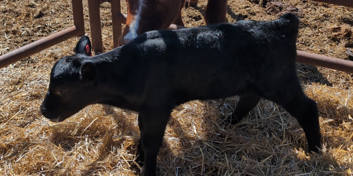 Coaching, Calving & Clarity
