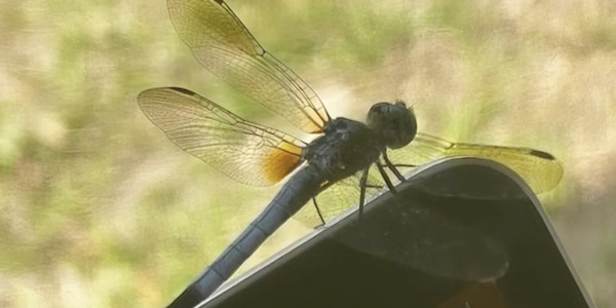 Dragonflies transform your life