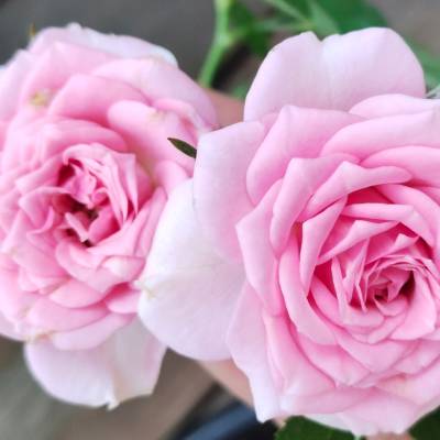 Linda Thomas Profile Picture