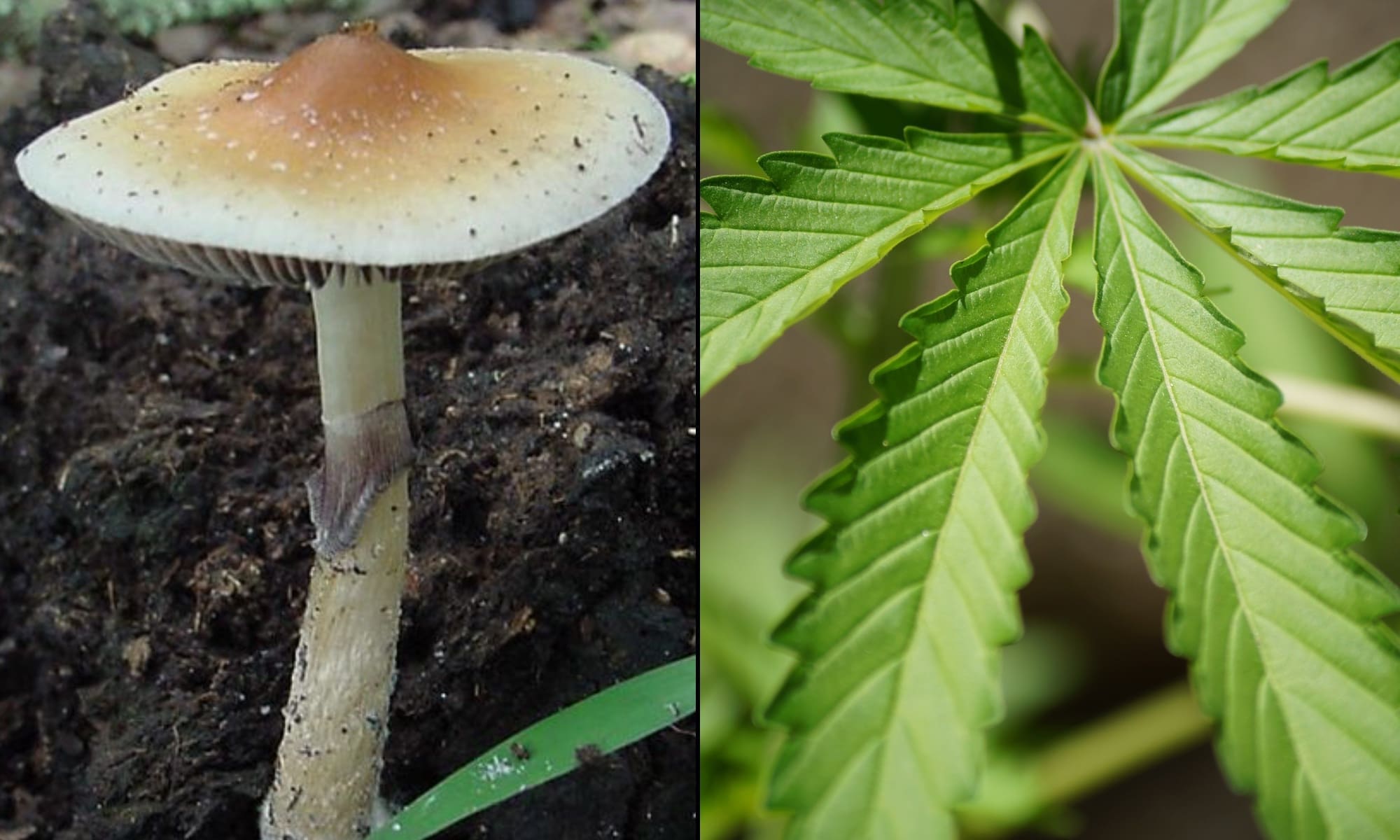 SXSW Is Taking Votes On Dozens Of Marijuana And Psychedelics Panel Proposals For 2026 Festival - Marijuana Moment
