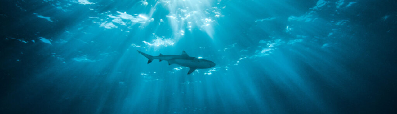 John L. Cover Image