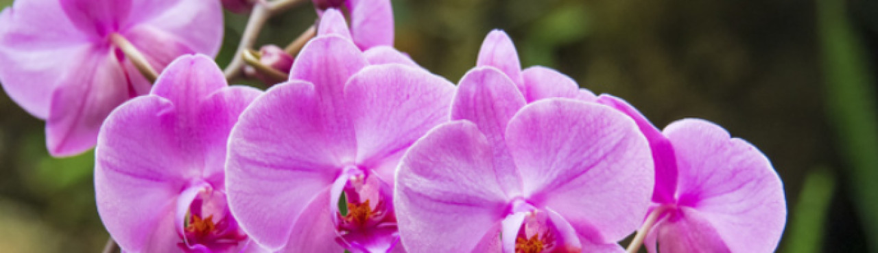 Tamica C. Cover Image