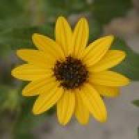 himani G. Profile Picture